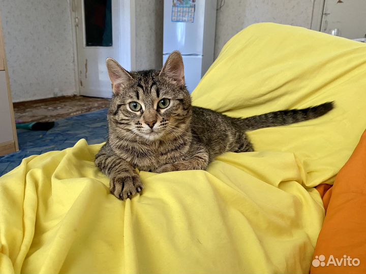 Отдам даром кота