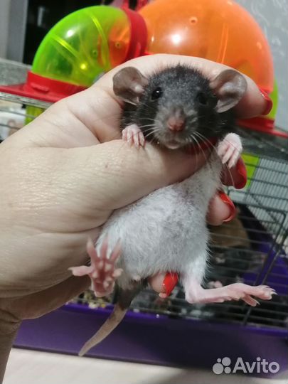 Крыса крысята дамбо
