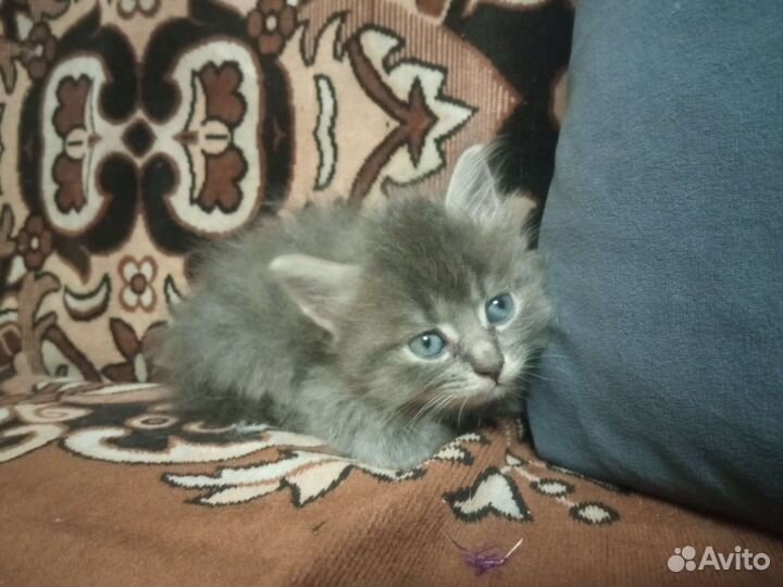 Кошка в дар бесплатно