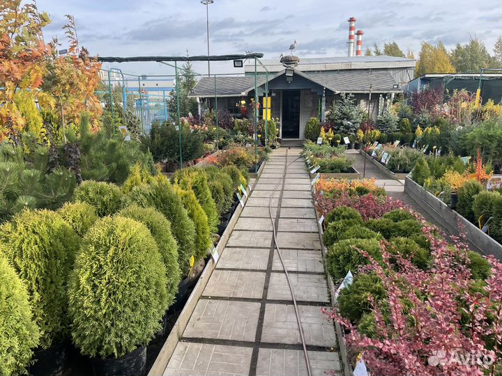 Саженцы туи. Туя разных сортов в наличии