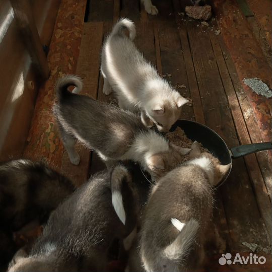 Продам щенков лайки