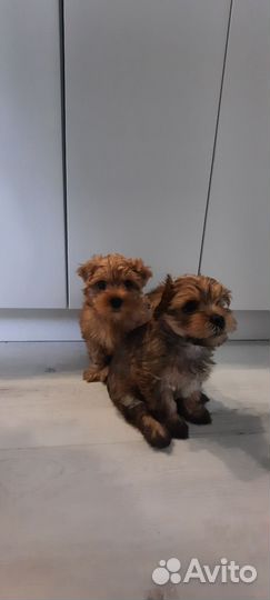 Йоркширский терьер щенки