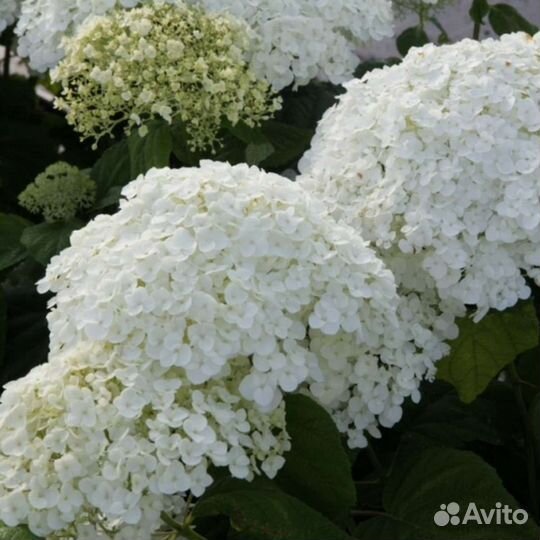 Тархун,Гортензия,хризантема,Мята Аквилеги.примула