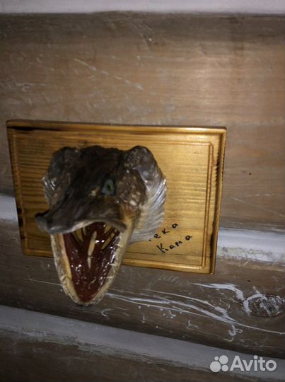 Чучело рыбы