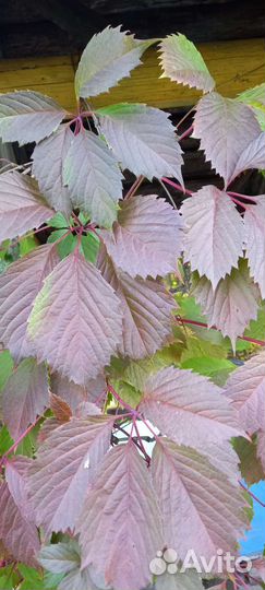 Виноград девичий