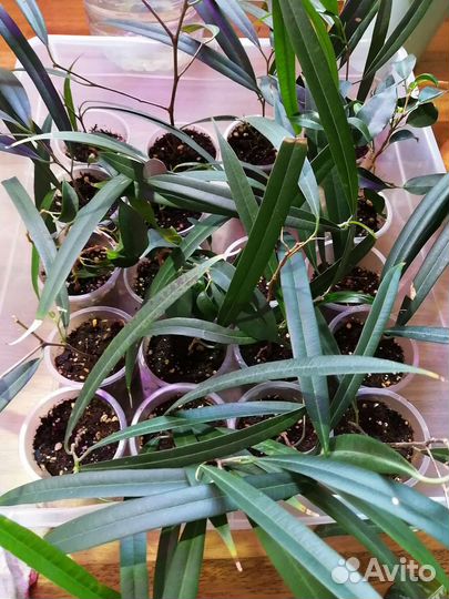 Фикусы, жасмин, гардения, крассула, монстера