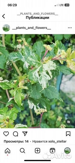 Виноградовник короткоцветковый Ampelopsis