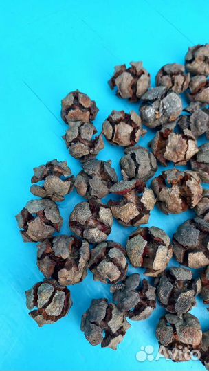 Шишки кипариса