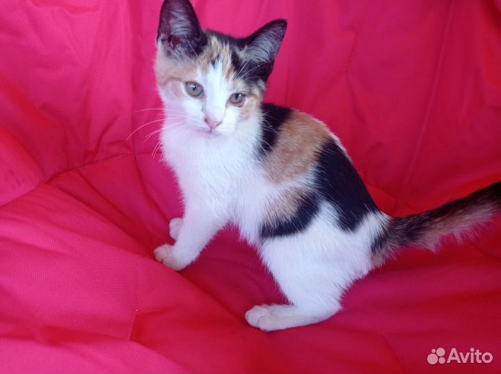 Комочки счастья в добрые руки