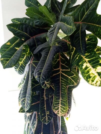 Комнатные цветы взрослые