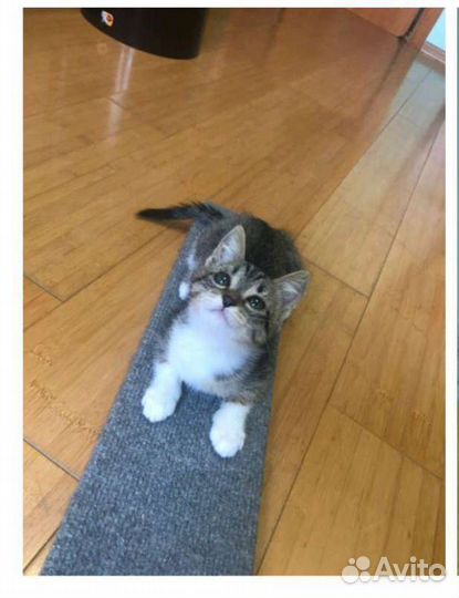 Котëнок