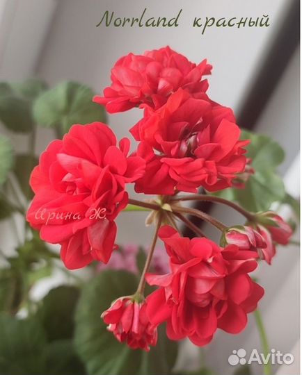 Пеларгонии сортовые