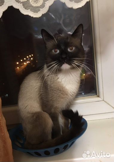 Тайский котик