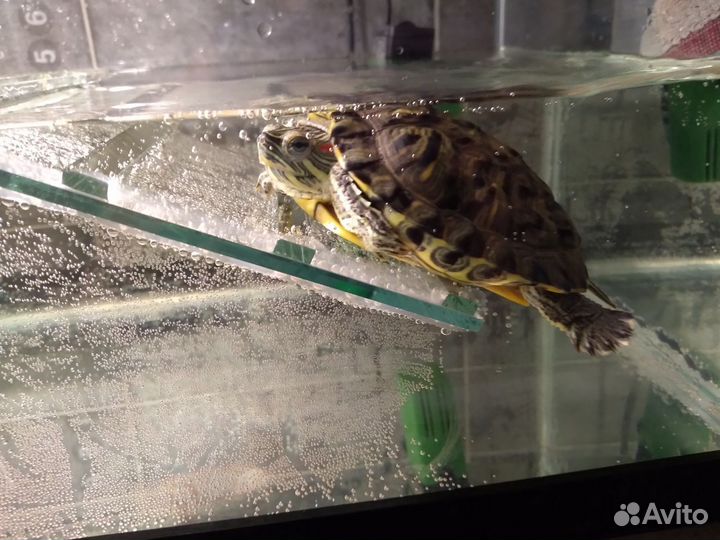 Террариум для красноухой черепахи, 65литров