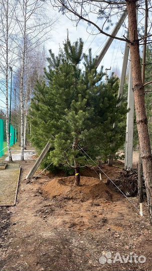 Сосна обыкновенная, крупномер