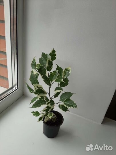 Фикус бенджамина
