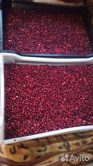 Клюква свежая Ягода