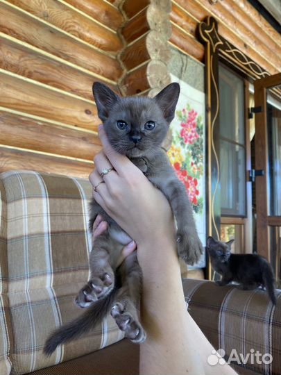 Бурманские котята
