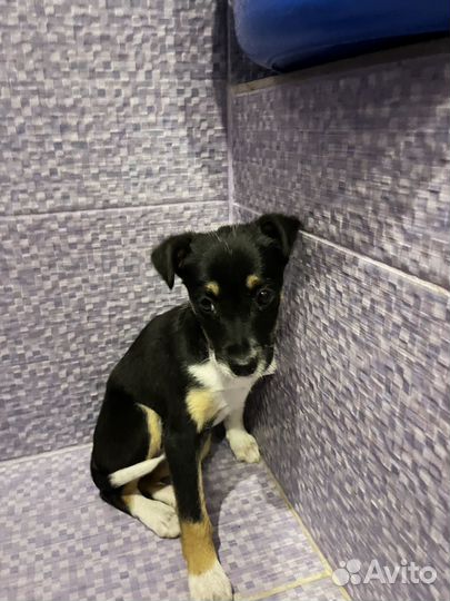 Добрая красавица