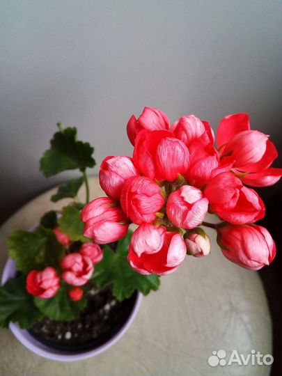 Комнатные растения