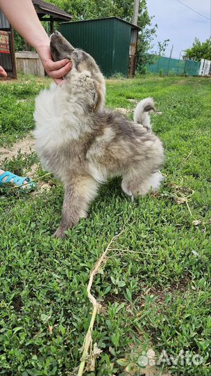 Молодая девочка в добрые руки