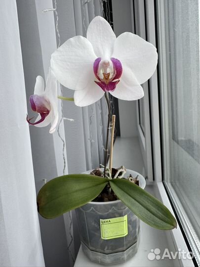 Орхидея фаленопсис