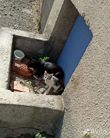 Котята в опасности