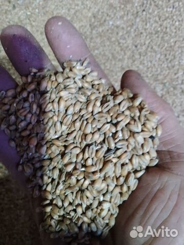Продам пшеницу зерно объявление продам