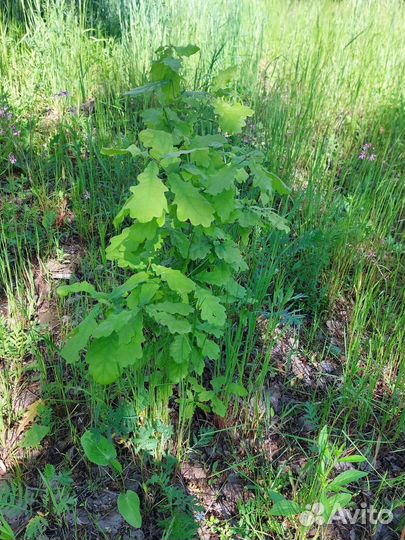 Дуб обыкновенный