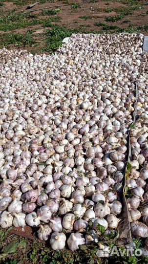 Озимый чеснок (на еду, на семена)