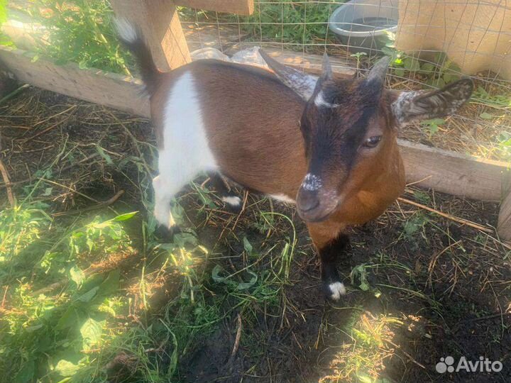 Камерунские козлики,и козочки