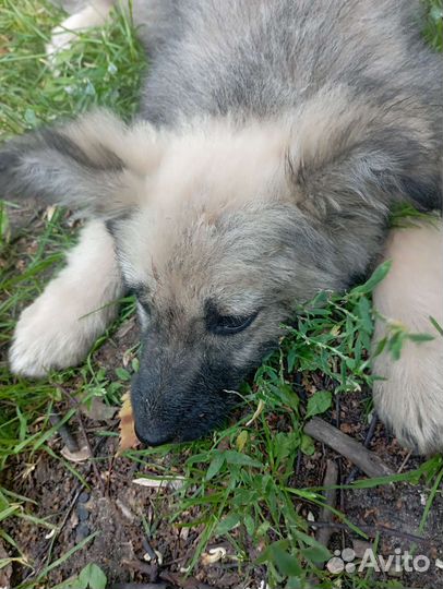Собака в добрые руки отдам бесплатно