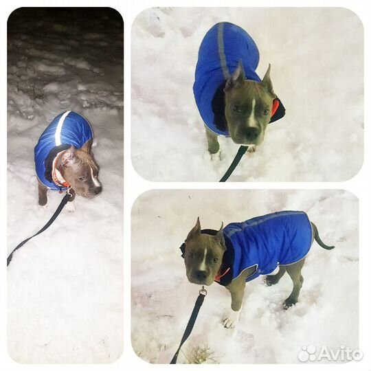 Комбинезоны Попона Намордники Ошейники-удавки