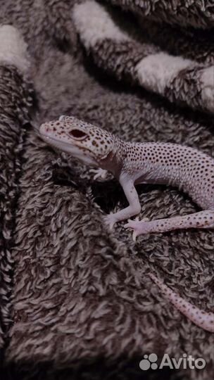 Геккон эублефар