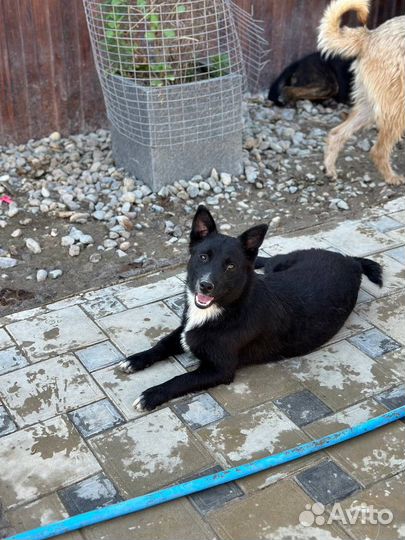 Собака в добрые руки девочка