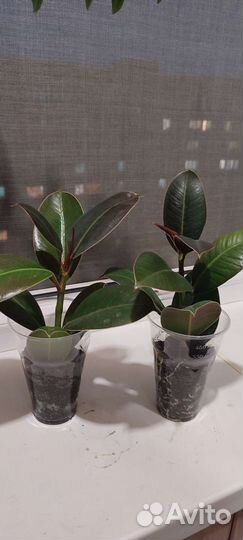 Комнатные цветы, спатифиллум, аглаонема и др