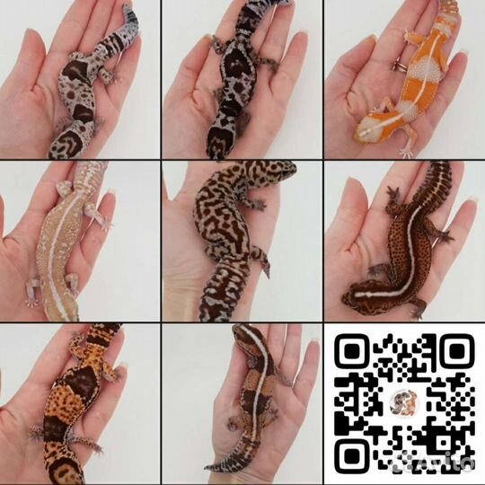 Гемитекониксы, ящерицы, гекконы