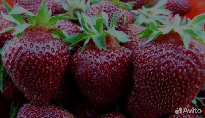 Рассада клубники на 2023