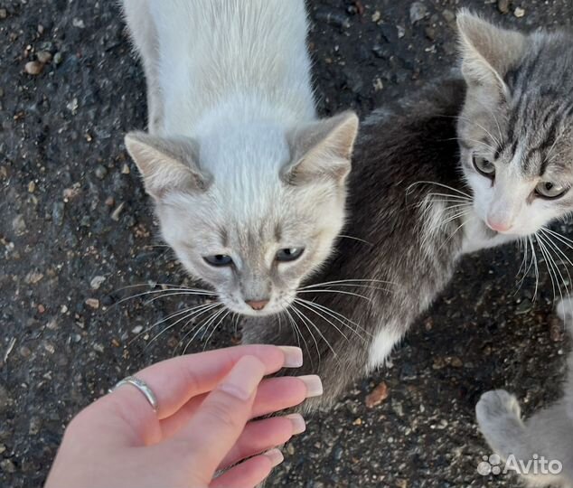 Котята в добрые руки бесплатно