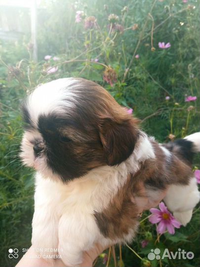 Щенки ши-тцу