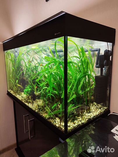 Аквариум