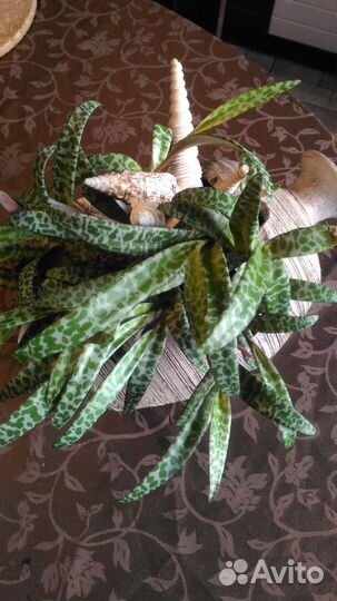 Цветы Ледебурия.Полюбуйтесь красотой листьев