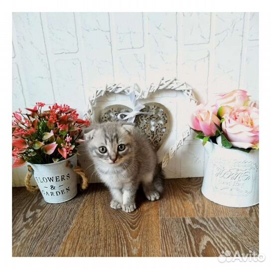 Вислоухие котята