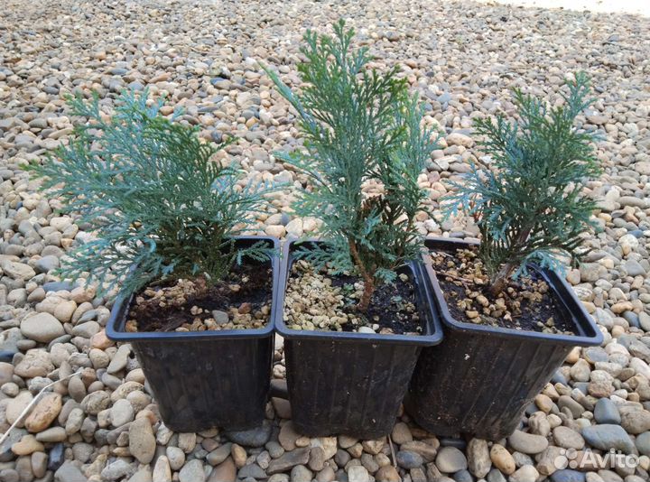 Кипарисовик Лавсона Колумнарис