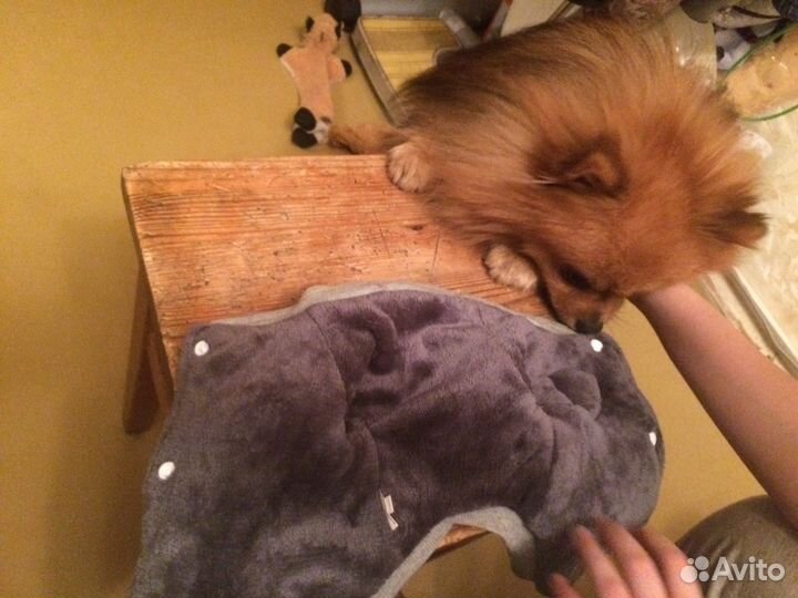 Кофточка д.собачки на меху.покупали з х месячному