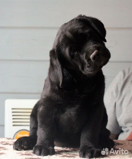 Щенки лабрадора от питомника