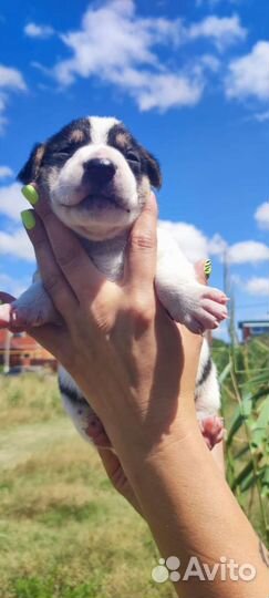 Собаки бесплатно в добрые руки щенки