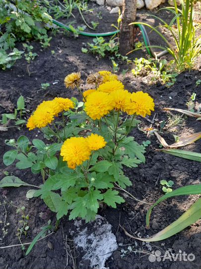 Хризантема