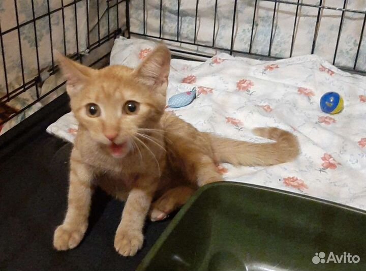 Котёнок в добрые ручки ему 4 месяца