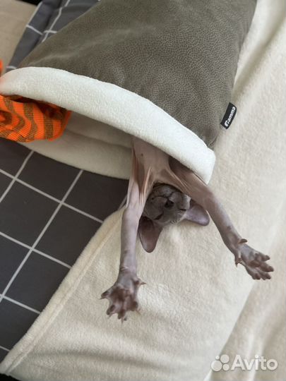 Донской сфинкс